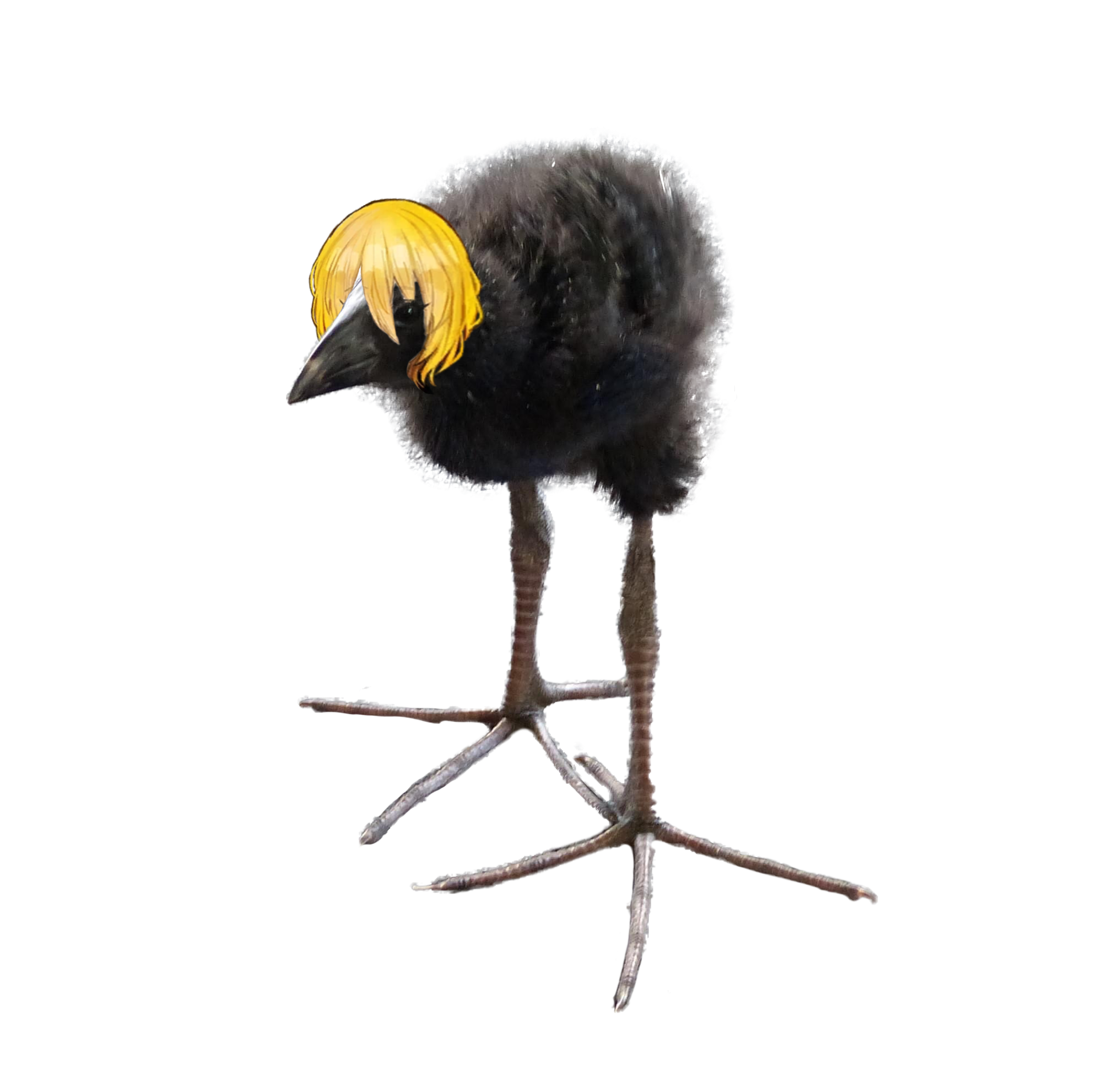 don quixote's hair photoshopped onto a pukeko chick (aka "DAMN bird")